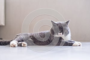 Gray British shorthair cats