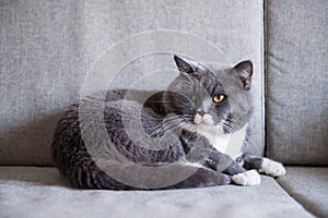 Gray British shorthair cats