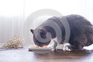 Gray British shorthair cats eat meat