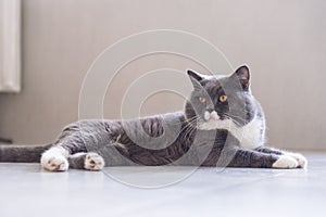 Grigio britannico capelli corti gatti 