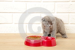 Gray british shorthair kitten eats on white background