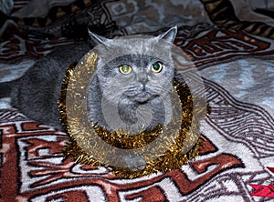 Gray British Shorthair kitten in a shiny Christmas garland. New Year 2022. The cat celebrates the New Year