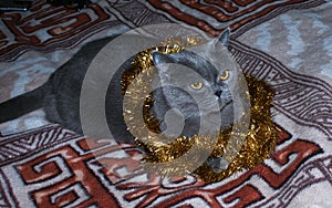 Gray British Shorthair kitten in a shiny Christmas garland. New Year 2022. The cat celebrates the New Year