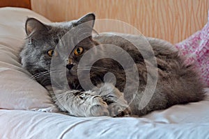 Gray British striat cat with long hair lying on the bed and white pillow. Morning with Highland straighter cat