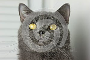 gray British thick cat