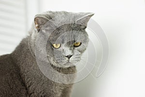 gray British thick cat