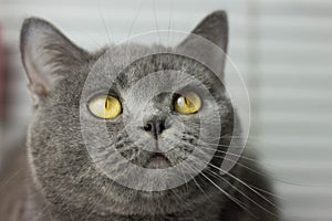 gray British thick cat