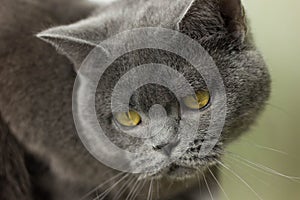 gray British thick cat