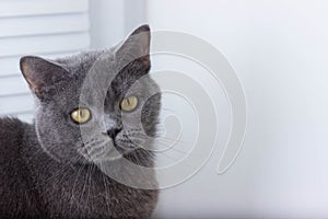 gray British thick cat