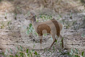 Gray Brocket,Mazama gouazoubira photo