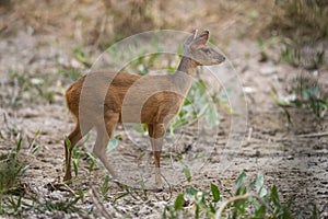 Gray Brocket,Mazama gouazoubira photo