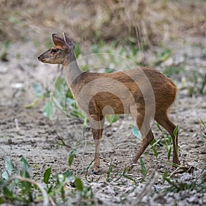 Gray Brocket,Mazama gouazoubira photo