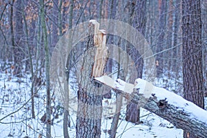 gray broken tree in white snow in the winter forest