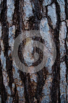 Gray-brown bark of a pine tree close-up.