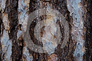 Gray-brown bark of a pine tree close-up.