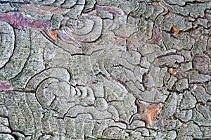 The gray-brown bark of the tree is covered with a beautiful pattern of cracks