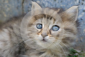 Gray and brown cute kitten head with blue eyes. Close up tabby cat portrait. Street cat and lifestyle concept