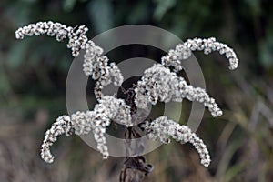 Gray-brown dry flower of grass in autumn