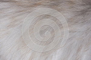 Gray brown fur texture