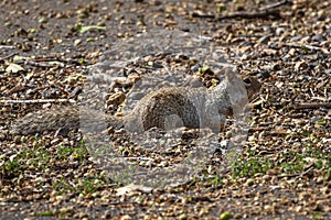 A Gray-brown Ground Squirrel on the ground
