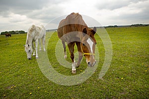 gray and brown hoarses graze on green summer meadow full body photo