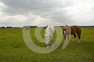 gray and brown hoarses graze on green summer meadow full body photo
