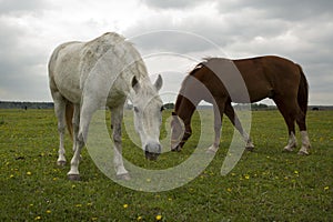 gray and brown hoarses graze on green summer meadow full body photo