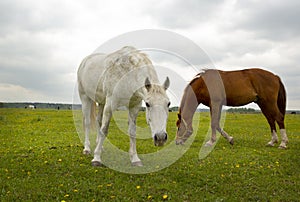 gray and brown hoarses graze on green summer meadow full body photo