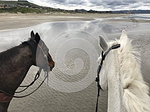 Gray and brown horse on beach with view of smoke stacks in Morro Bay, California at low tide