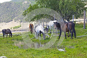 a gray and brown horse standing on a green meadow with its head turned, a river