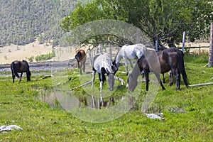 a gray and brown horse standing on a green meadow with its head turned, a river