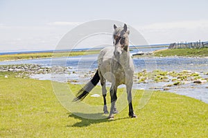 a gray and brown horse standing on a green meadow with its head turned, a river