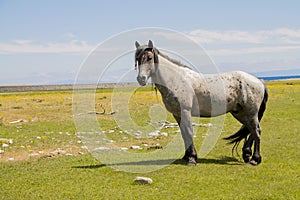 a gray and brown horse standing on a green meadow with its head turned, a river