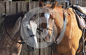 Gray and brown horses close up photo
