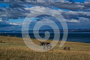 Gray brown horses walk on the yellow grass, blue lake baikal, in the light of sunset, against the background of mountains