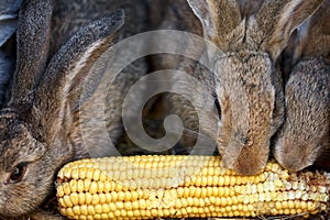 Gray and brown rabbits eating ear of corn in a cage