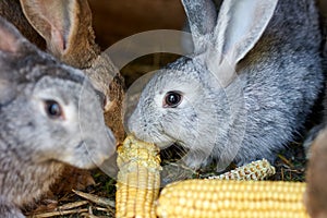 Gray and brown rabbits eating ear of corn in a cage