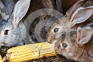 Gray and brown rabbits eating ear of corn in a cage