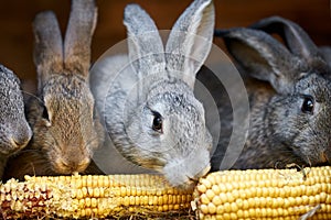 Gray and brown rabbits eating ear of corn in a cage