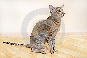 Gray-brown striped oriental cat with light yellow-green eyes sits on a beige floor.