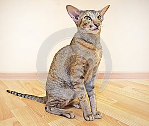 Gray-brown striped oriental cat with light yellow-green eyes sits on a beige floor.