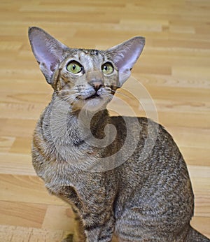 Gray-brown striped oriental cat with light yellow-green eyes sits on a beige floor.