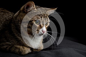 Gray and brown tabby cat