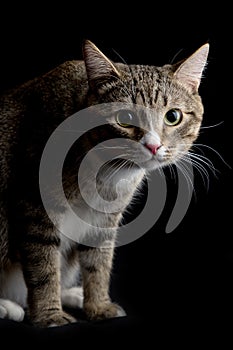 Gray and brown tabby cat