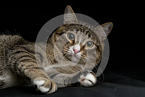 Gray and brown tabby cat