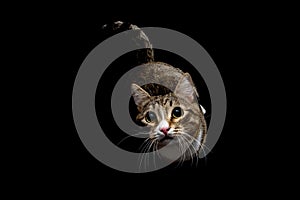 Gray and brown tabby cat