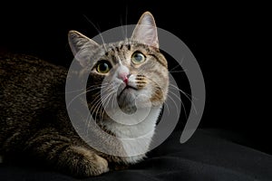 Gray and brown tabby cat