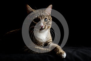 Gray and brown tabby cat