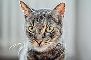 Gray brown tabby cat looking curiously, closeup detail on his head