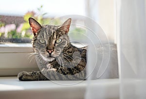 Gray brown tabby cat relaxing on window sill ledge, sun shines to him, closeup detail